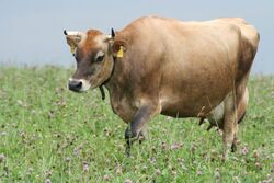 Kuh nutzt Apotheke der Natur: Kuh auf Wiese